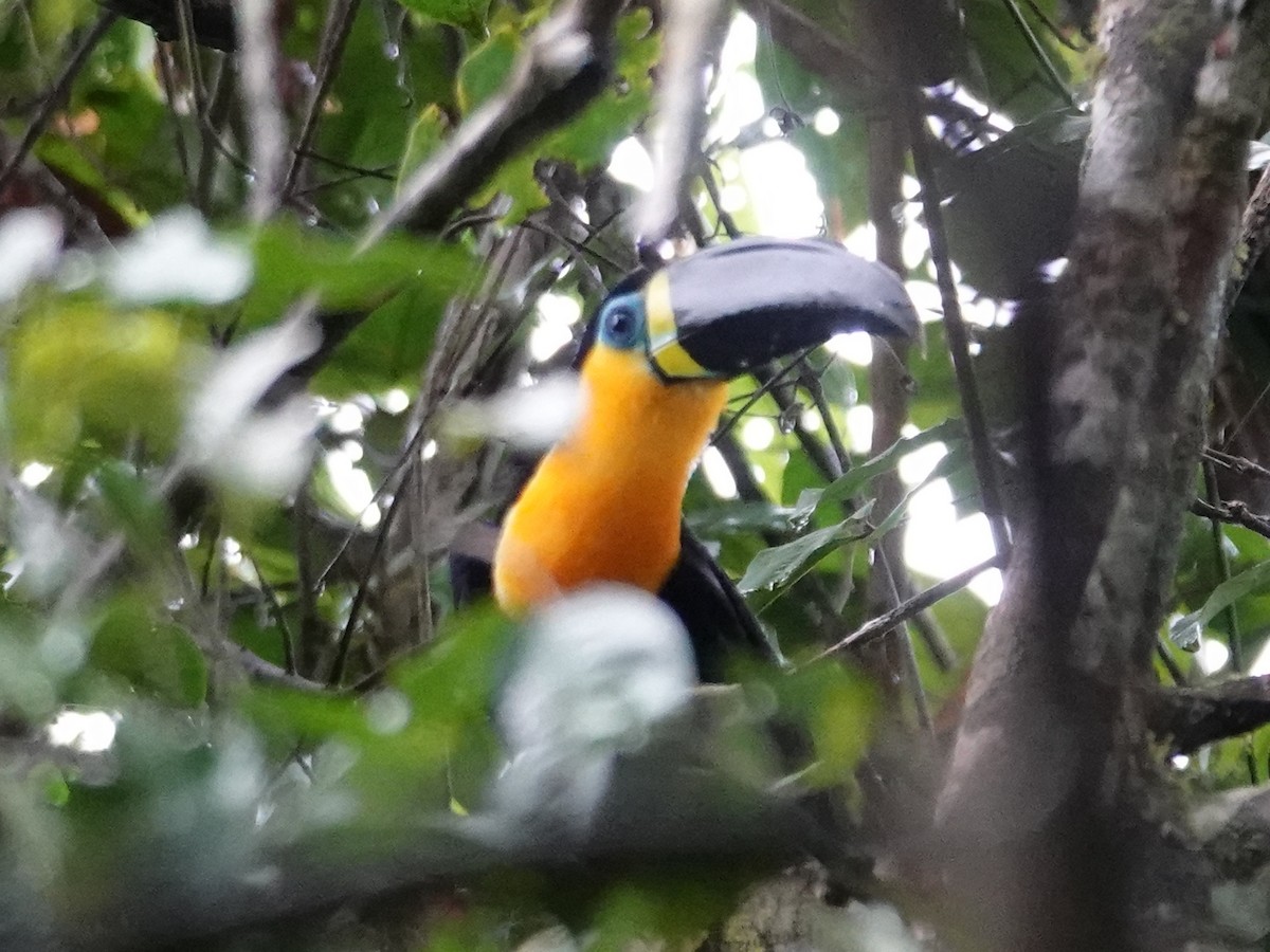 Channel-billed Toucan - Barry Reed