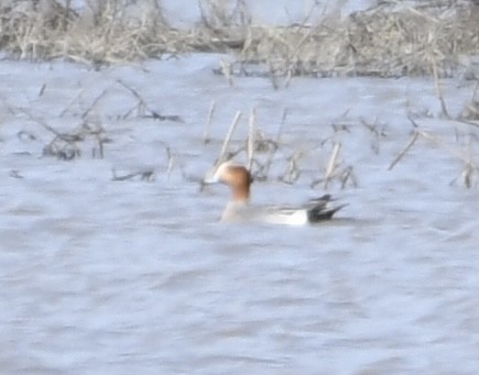 Eurasian Wigeon - Troy Shively
