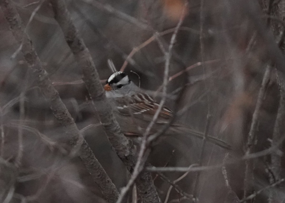 White-crowned Sparrow - ML617751734