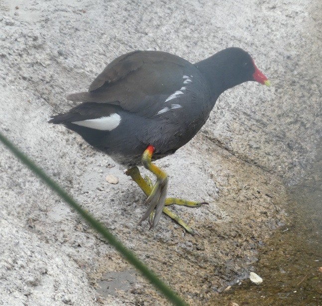 Common Gallinule - Claire Lindsell