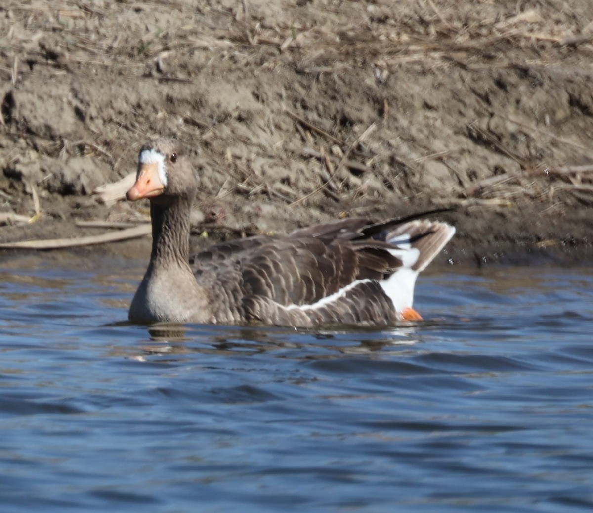 Greater White-fronted Goose (Western) - ML617751746