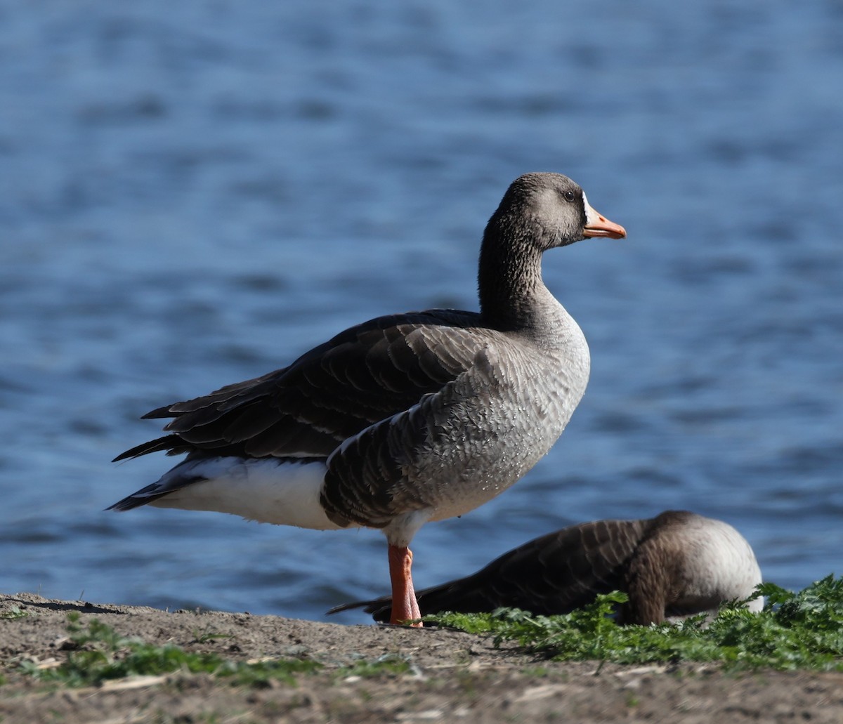 Greater White-fronted Goose (Western) - ML617751747