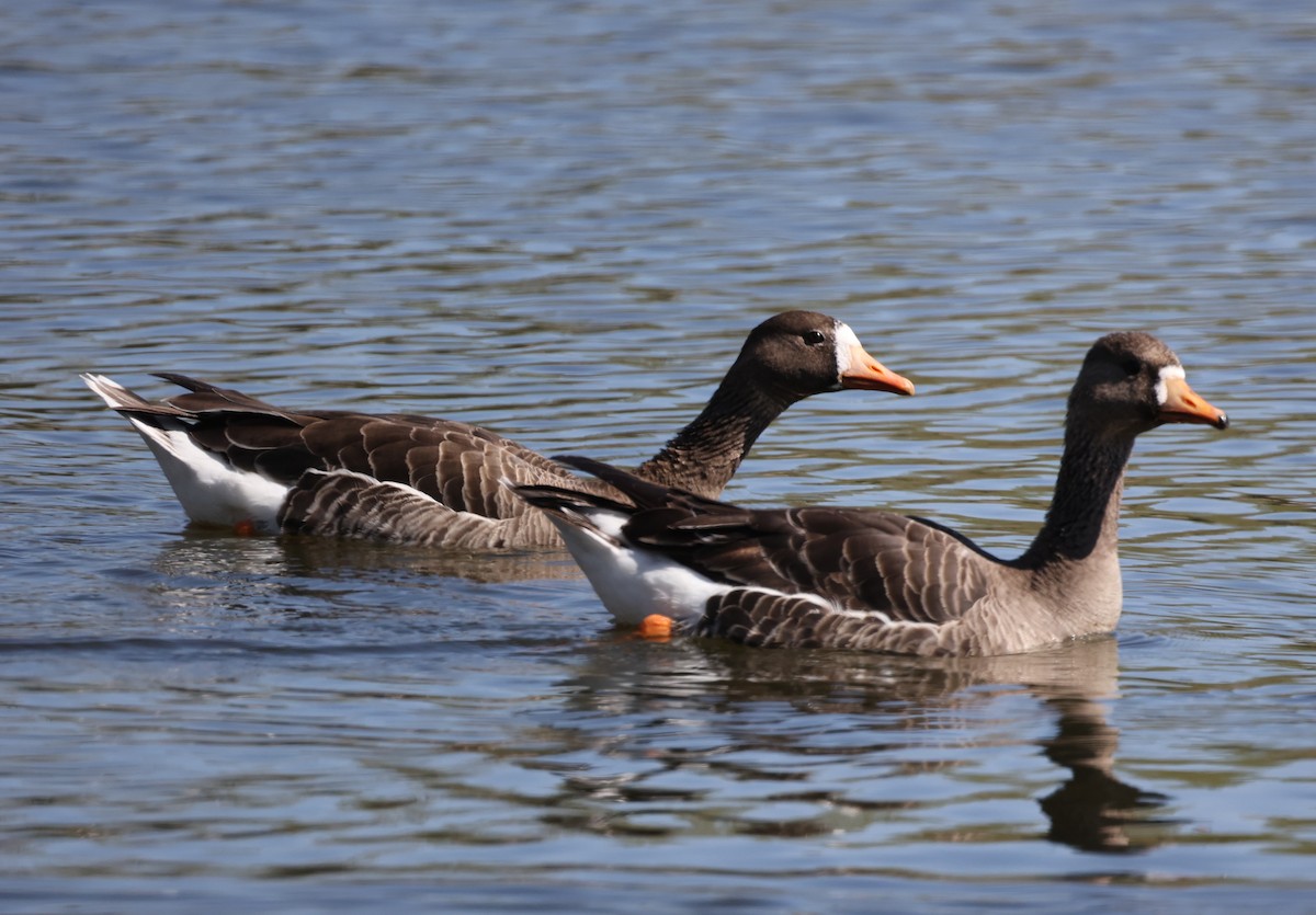 Greater White-fronted Goose (Western) - ML617751748