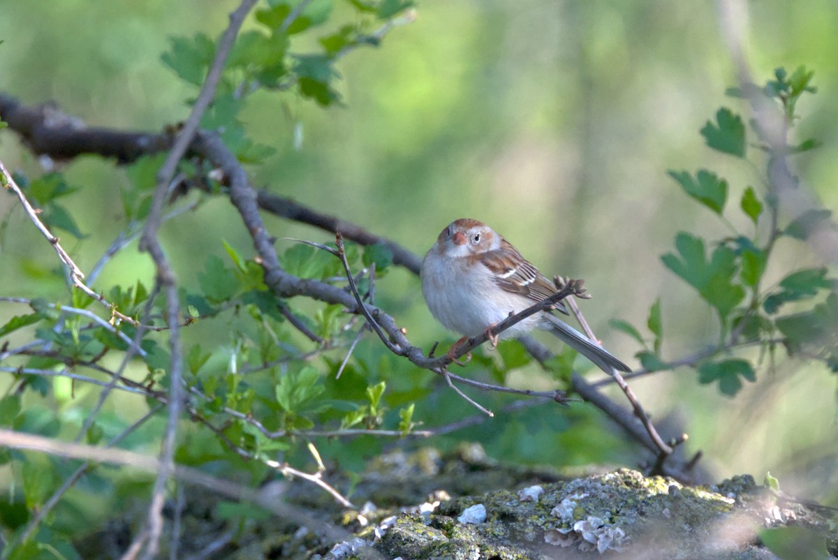 Field Sparrow - ML617751766