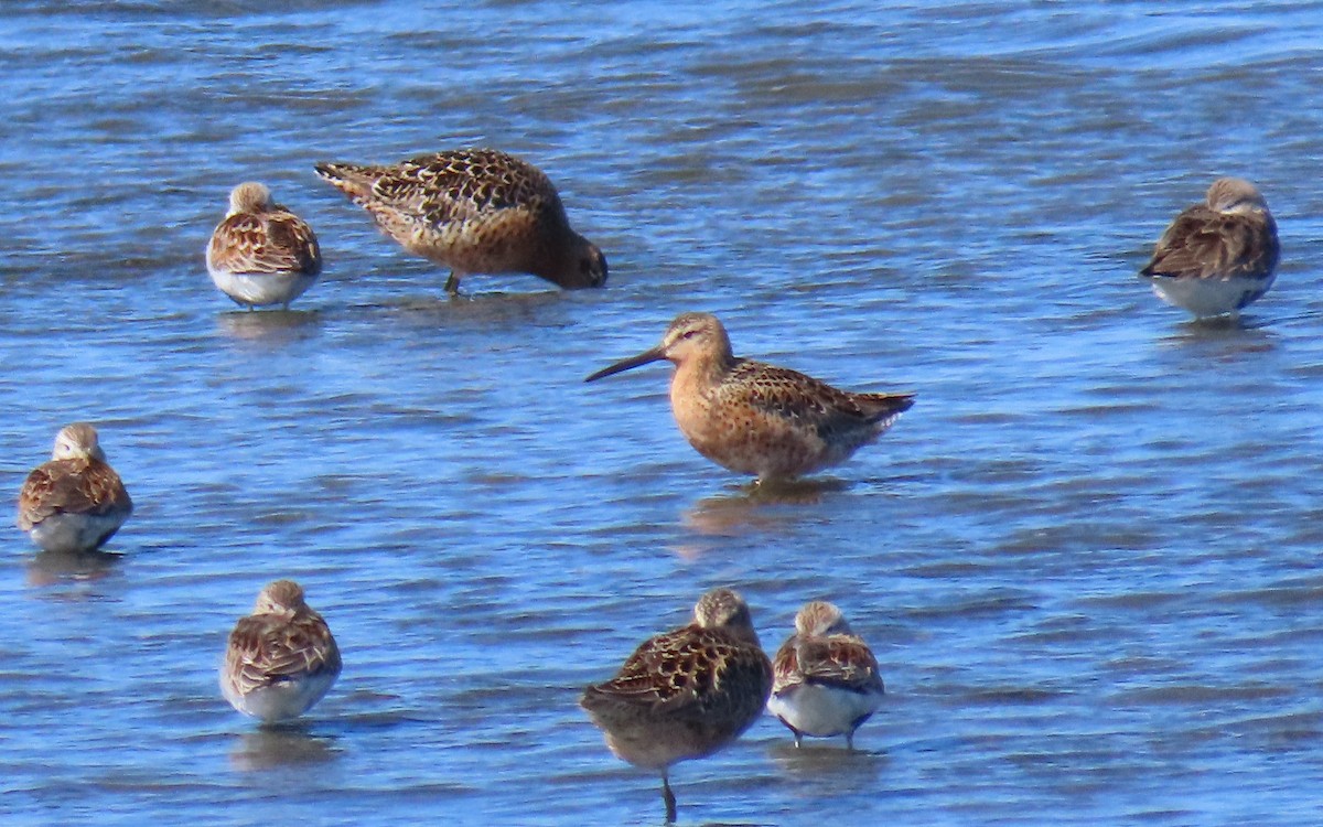 Short-billed Dowitcher - Sherry Gray