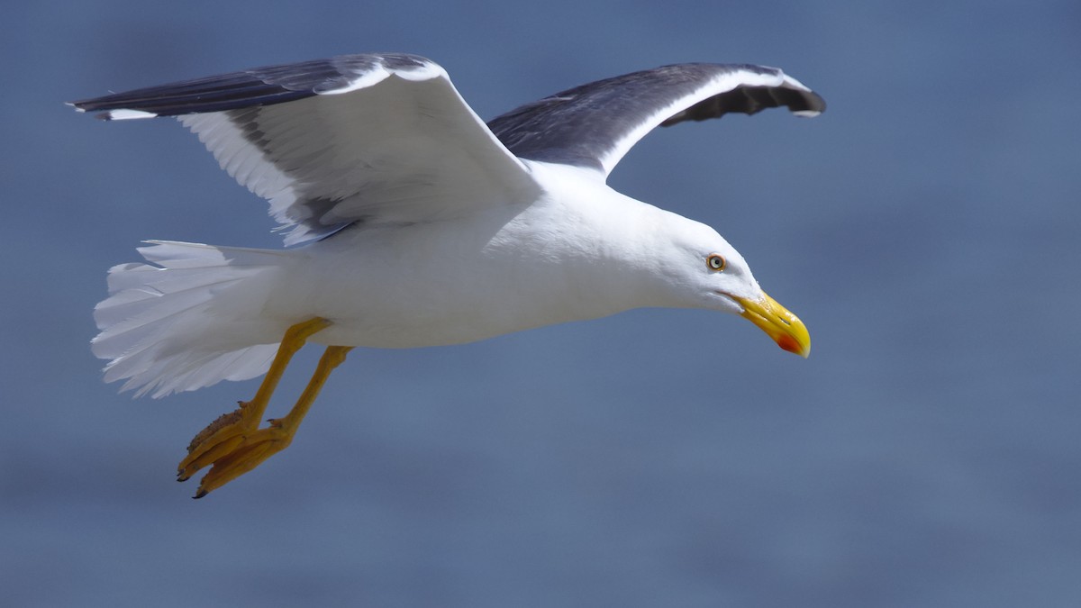 Yellow-footed Gull - ML617751799