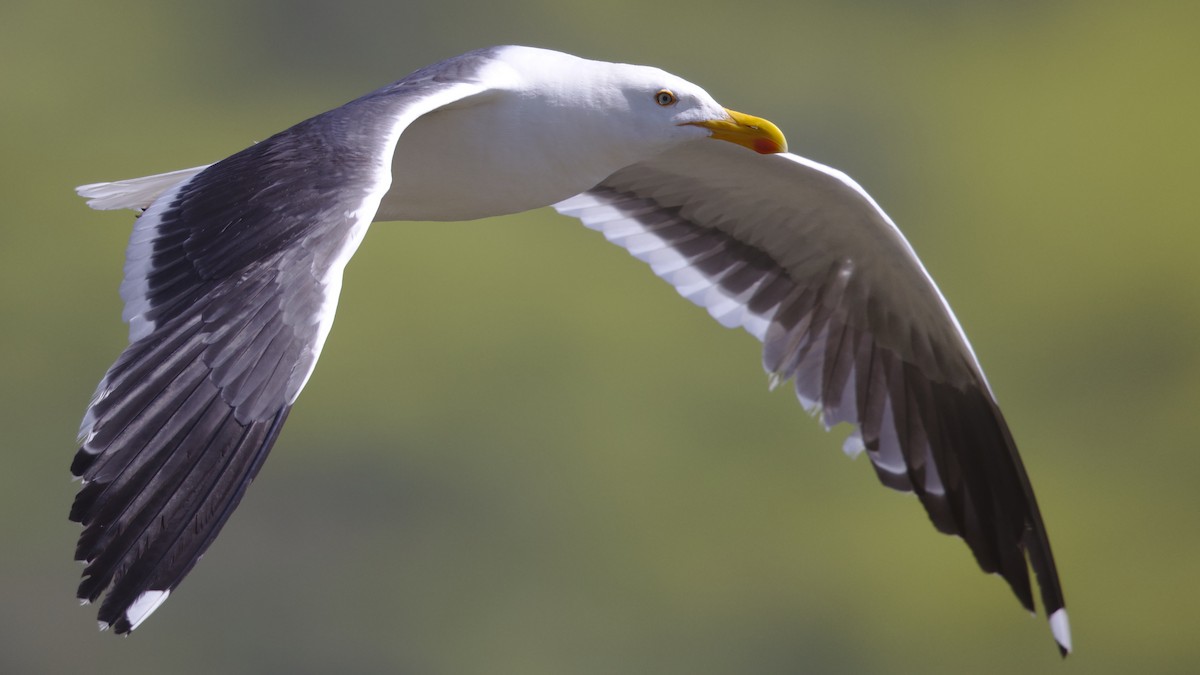 Yellow-footed Gull - ML617751800