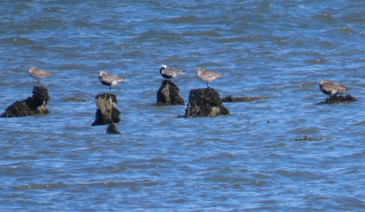 Black-bellied Plover - Sherry Gray