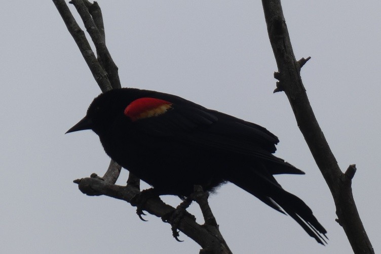 Red-winged Blackbird - ML617751892