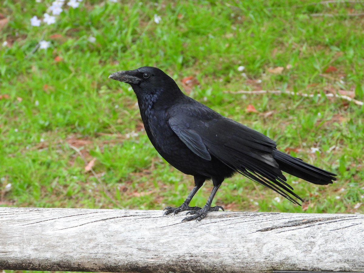 Large-billed Crow - ML617751906