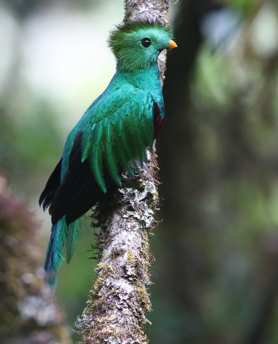 Resplendent Quetzal (Costa Rican) - ML617751914