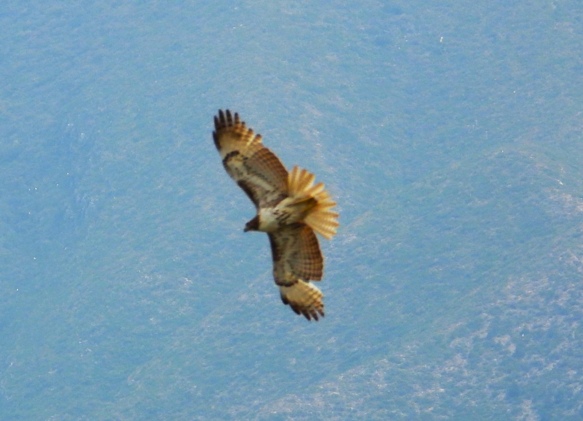 Red-tailed Hawk - Pedro Dávila