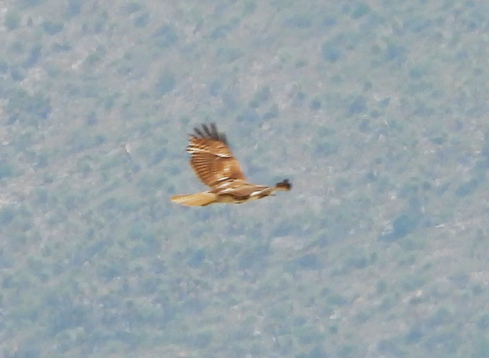 Red-tailed Hawk - ML617751976