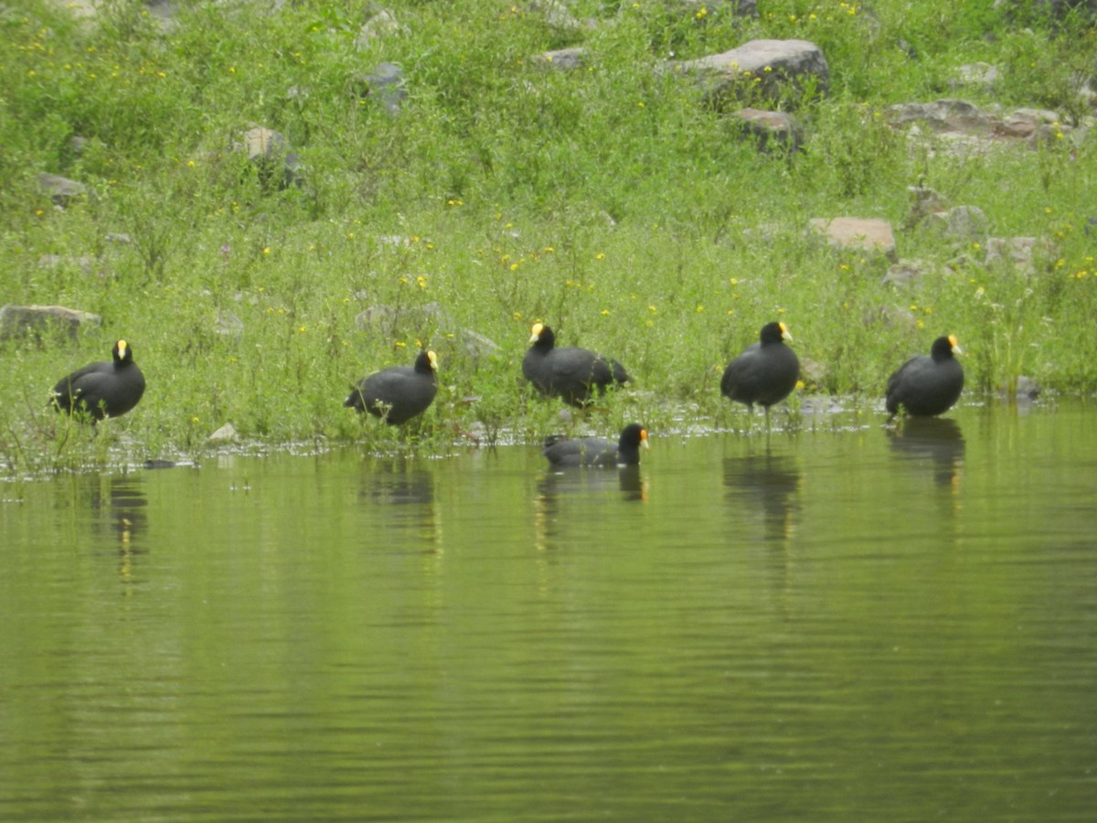 White-winged Coot - ML617752075