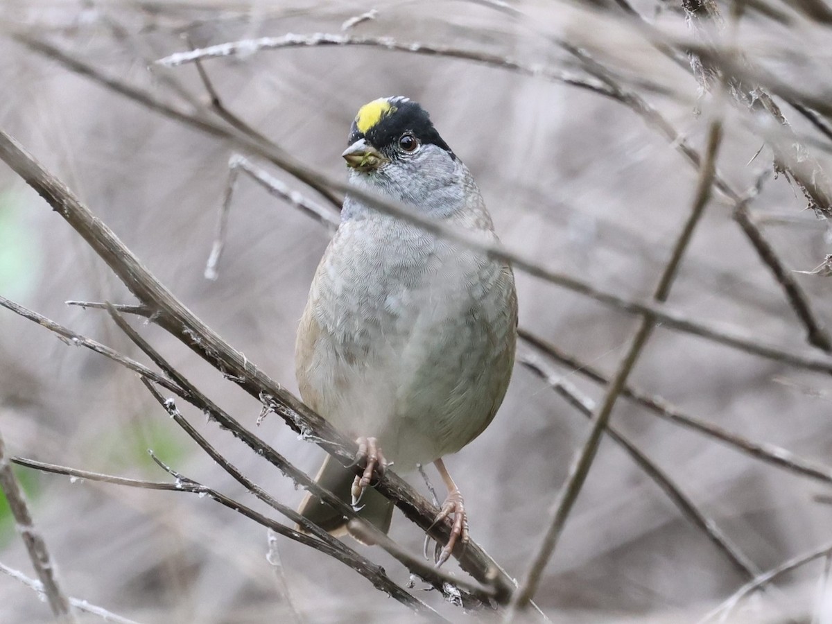 Golden-crowned Sparrow - ML617752092