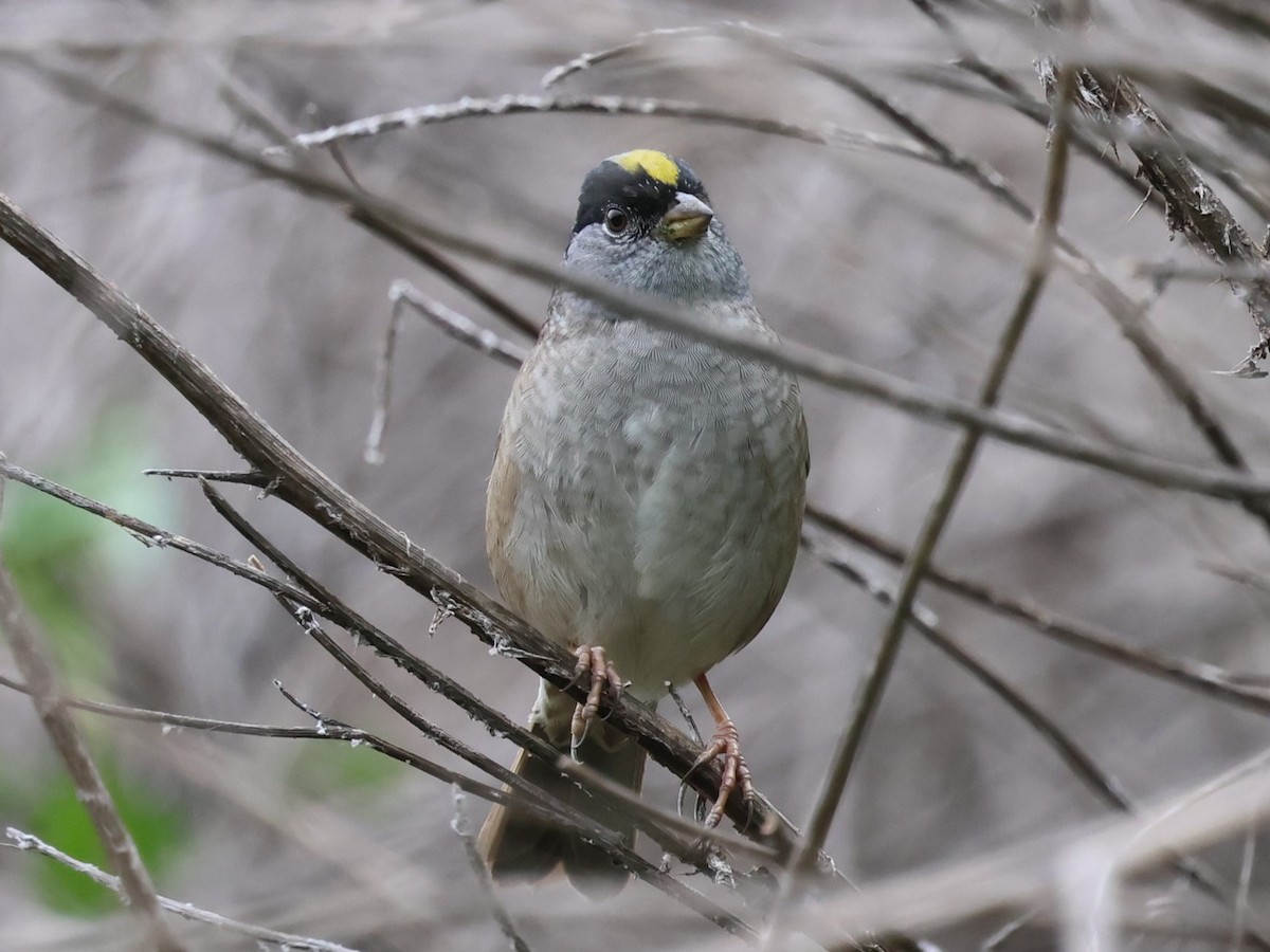 Golden-crowned Sparrow - ML617752094