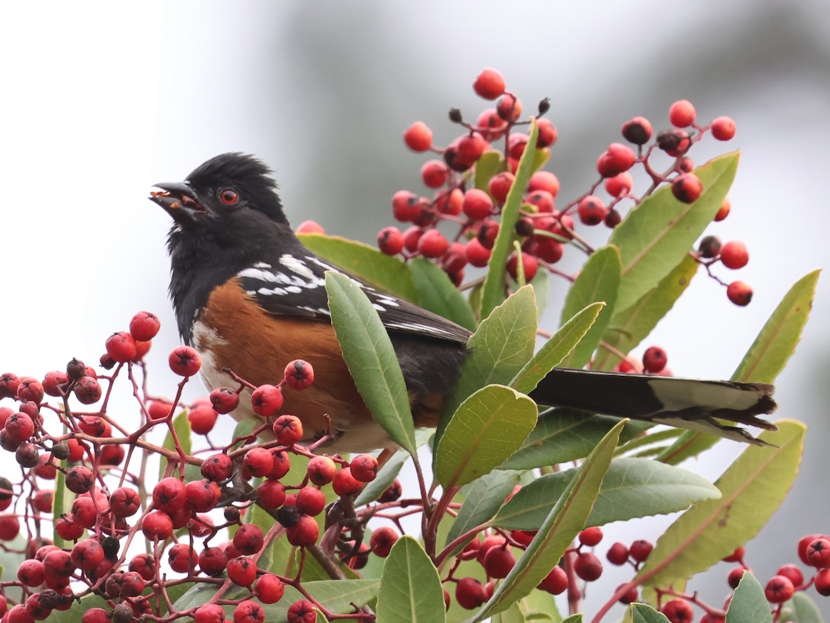 Spotted Towhee - ML617752156