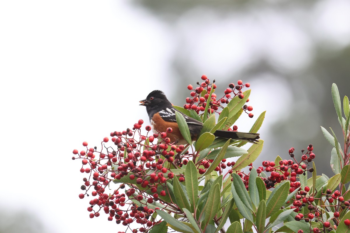 Spotted Towhee - ML617752157