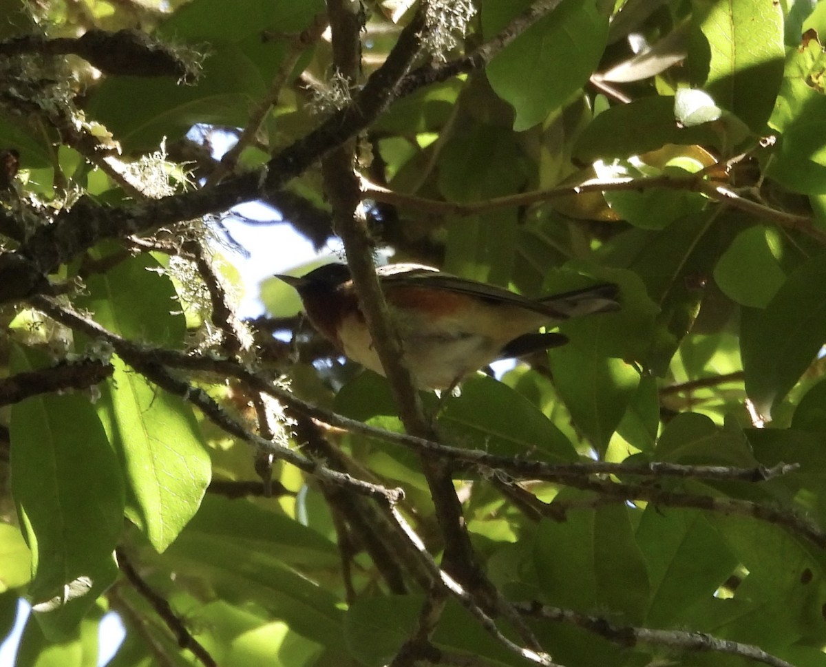 Bay-breasted Warbler - ML617752199