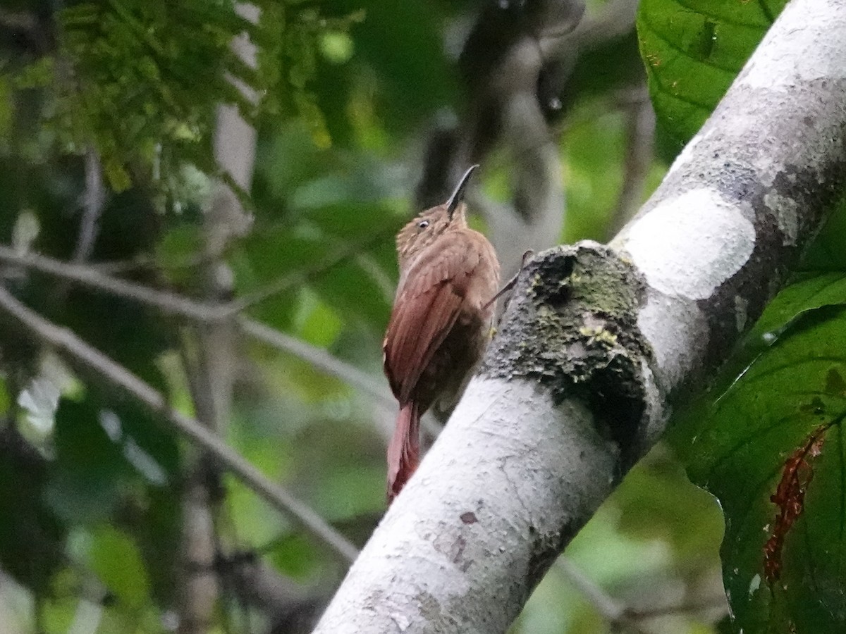 Plain-brown Woodcreeper - Barry Reed