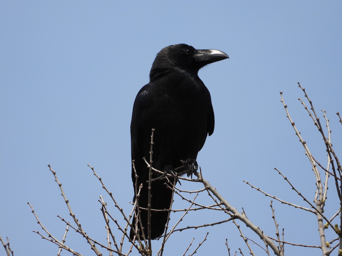 Large-billed Crow - ML617752317