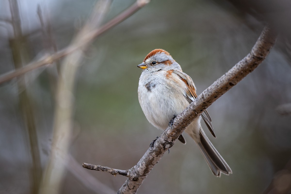 American Tree Sparrow - Frédérick Lelièvre