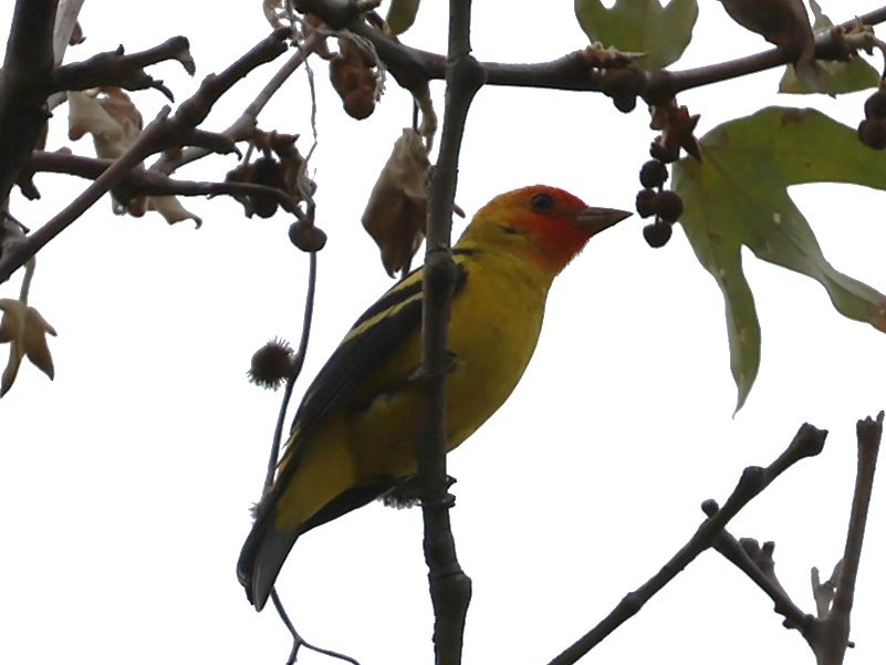 Western Tanager - ML617752352