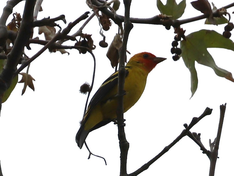 Western Tanager - ML617752353