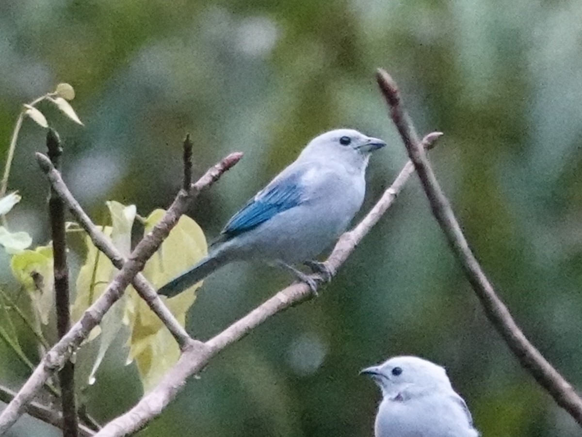 Blue-gray Tanager - Barry Reed