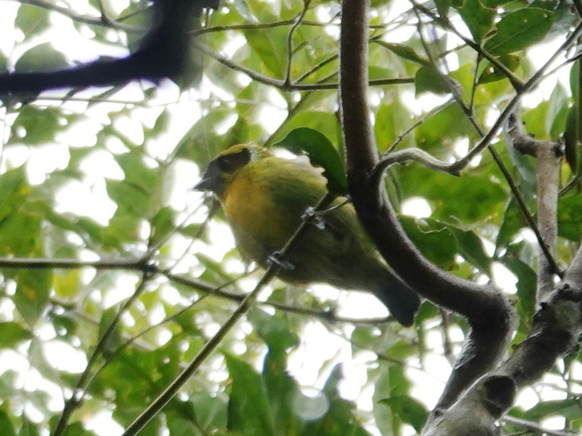 Green-and-gold Tanager - ML617752401