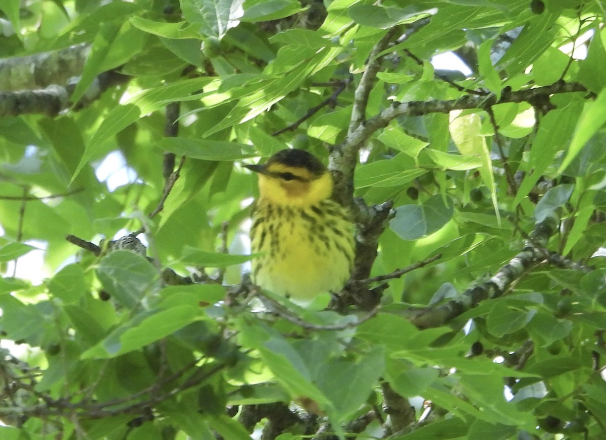Cape May Warbler - ML617752429