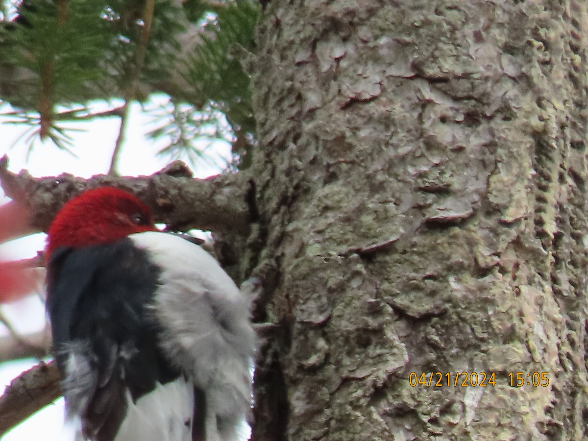 Red-headed Woodpecker - Barry Southard