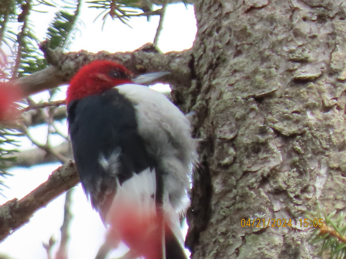 Red-headed Woodpecker - ML617752460