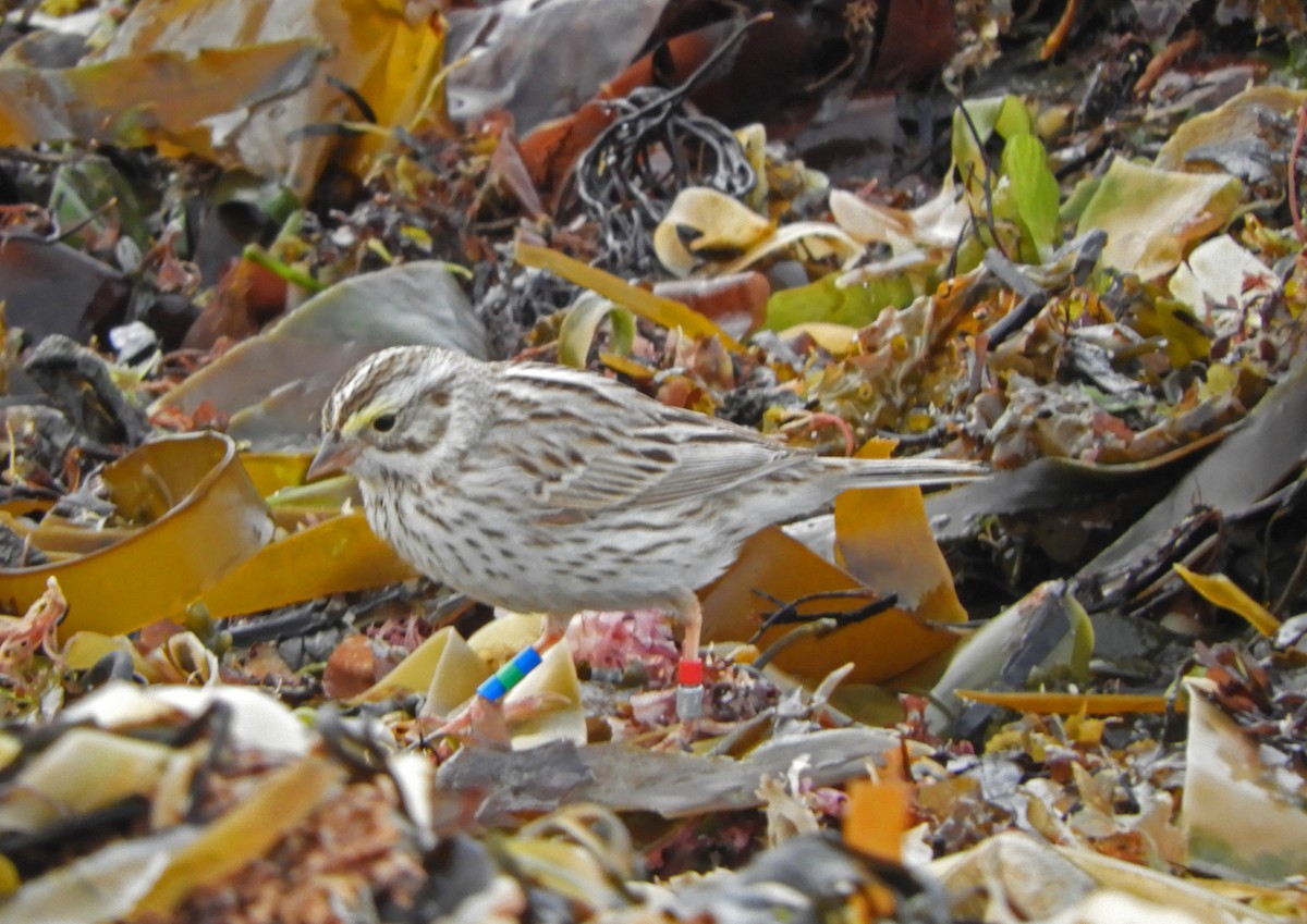 Savannah Sparrow (Ipswich) - ML617752489