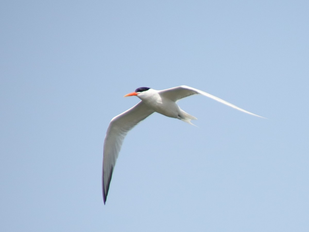 Elegant Tern - Drew Hatcher