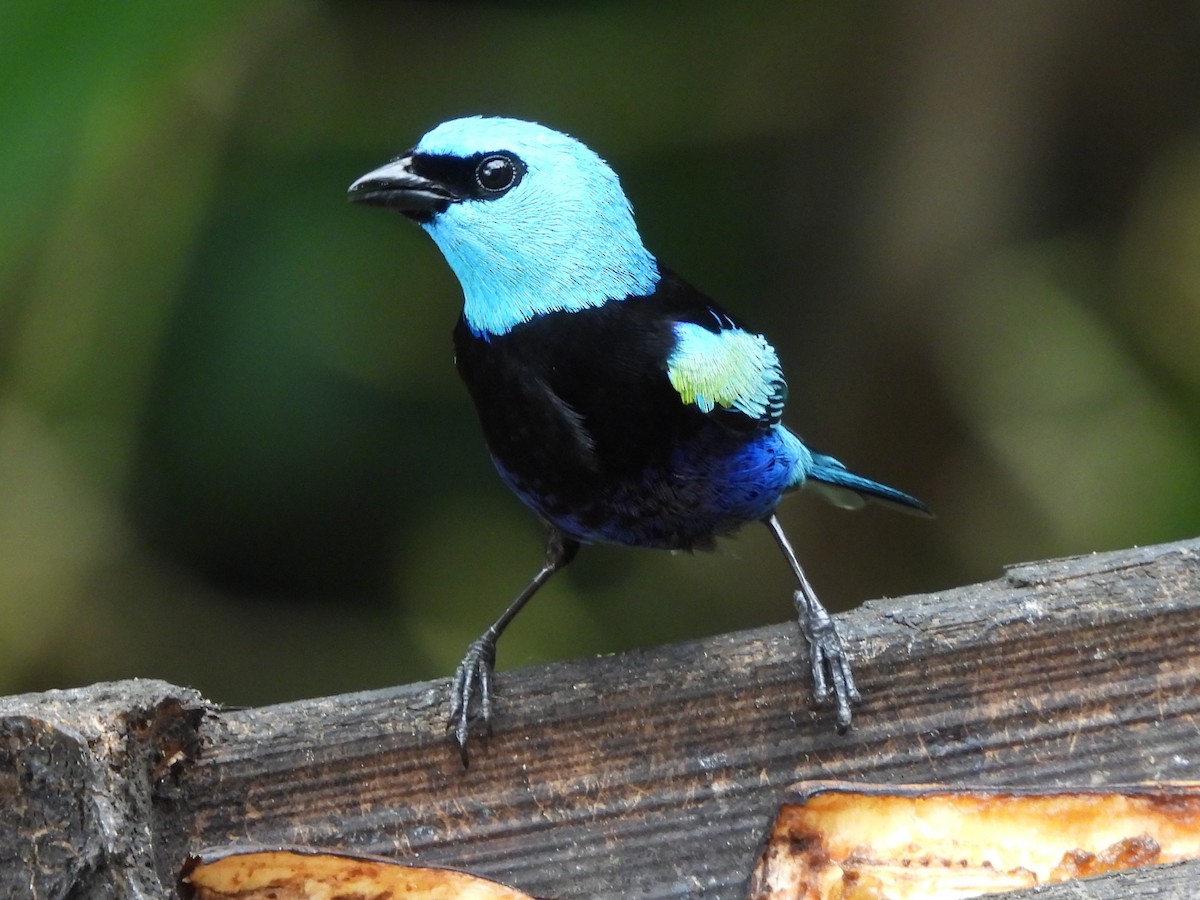 Blue-necked Tanager - ML617752621