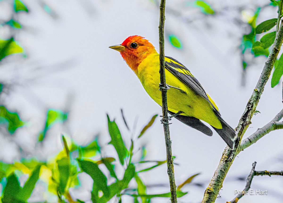 Western Tanager - ML617752630