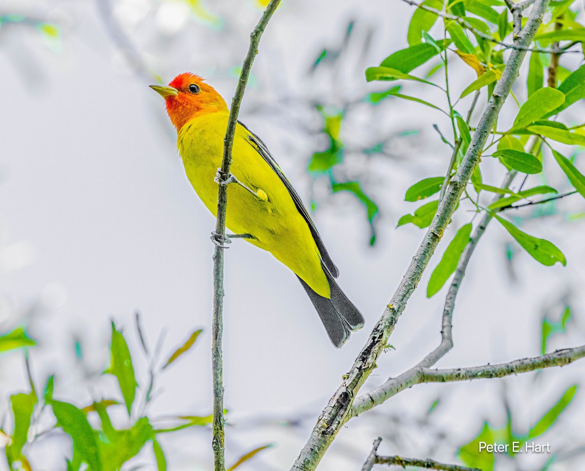 Western Tanager - ML617752631