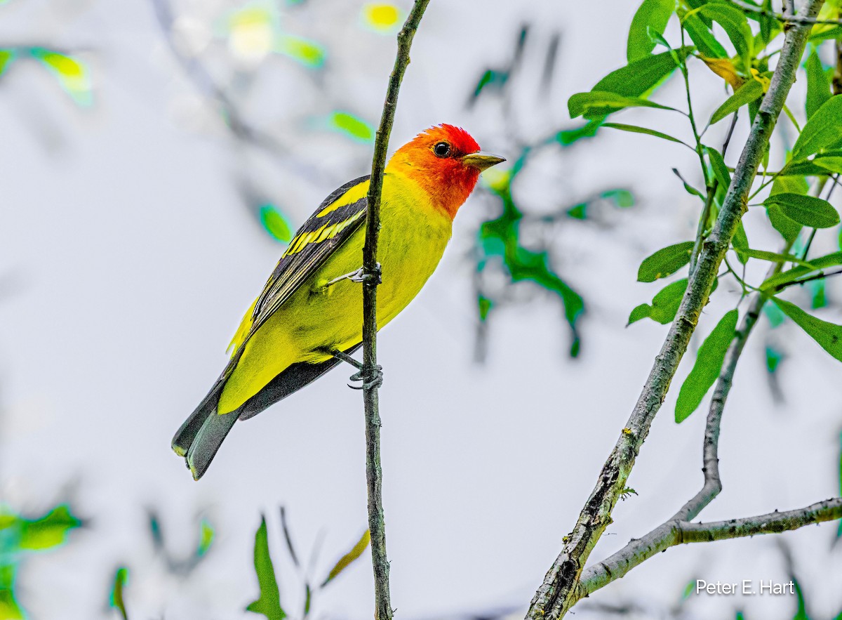 Western Tanager - ML617752632
