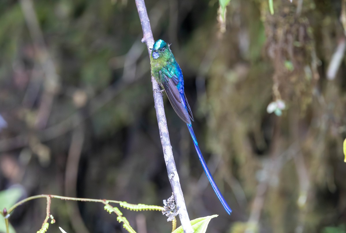 Violet-tailed Sylph - ML617752636
