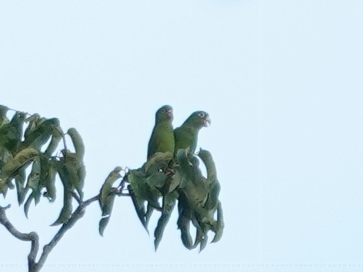 Golden-winged Parakeet - ML617752645