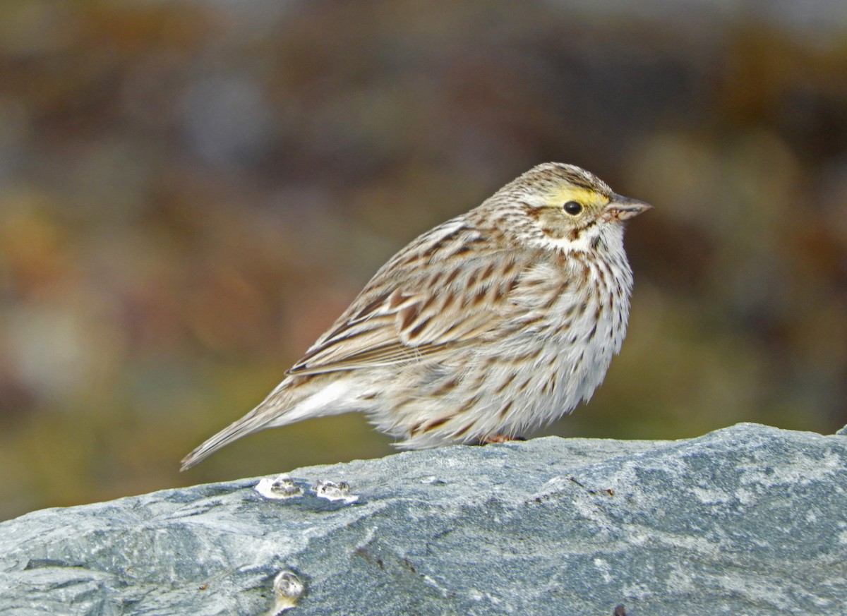 Savannah Sparrow (Ipswich) - ML617752649