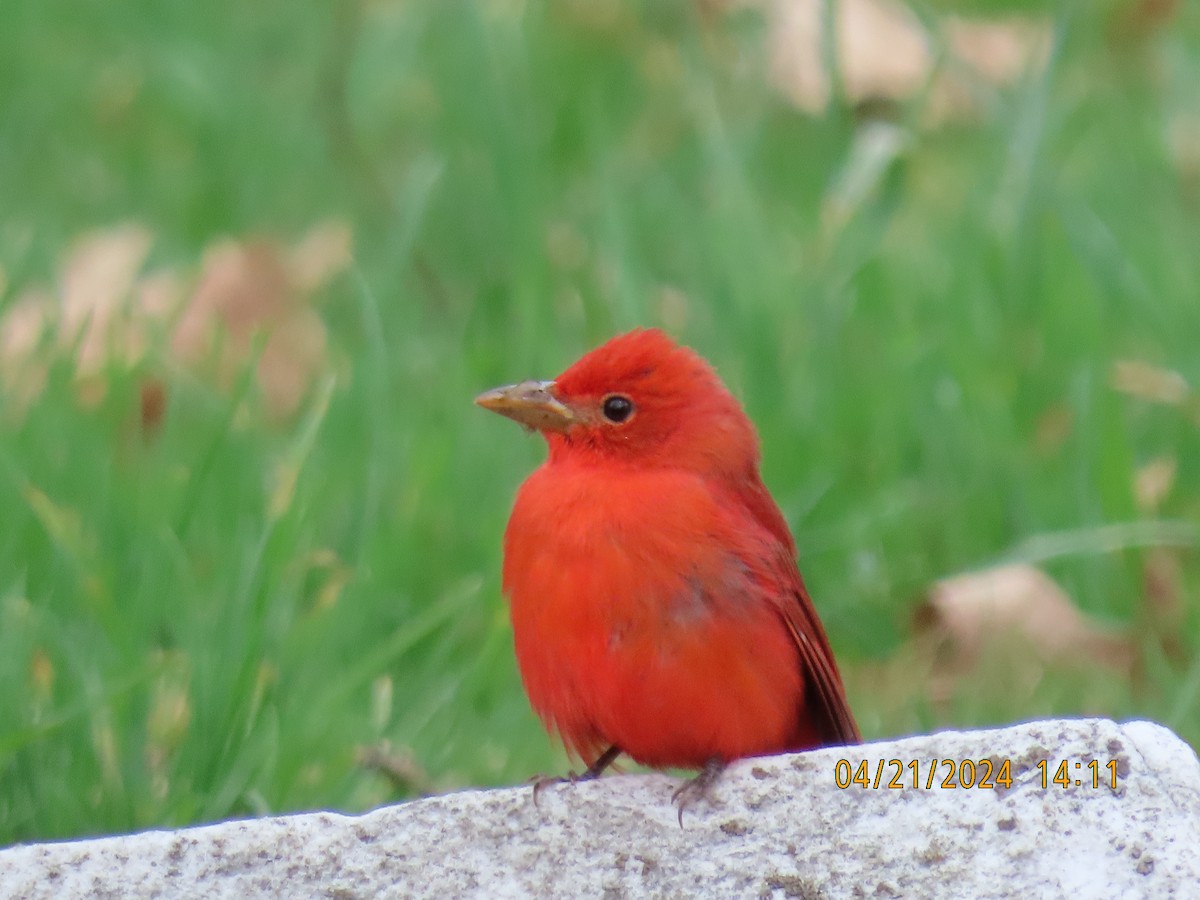 Summer Tanager - Barry Southard