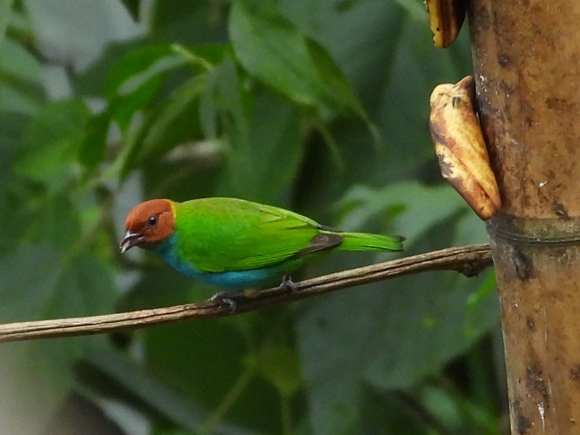 Bay-headed Tanager (Bay-and-blue) - Bryan Baker