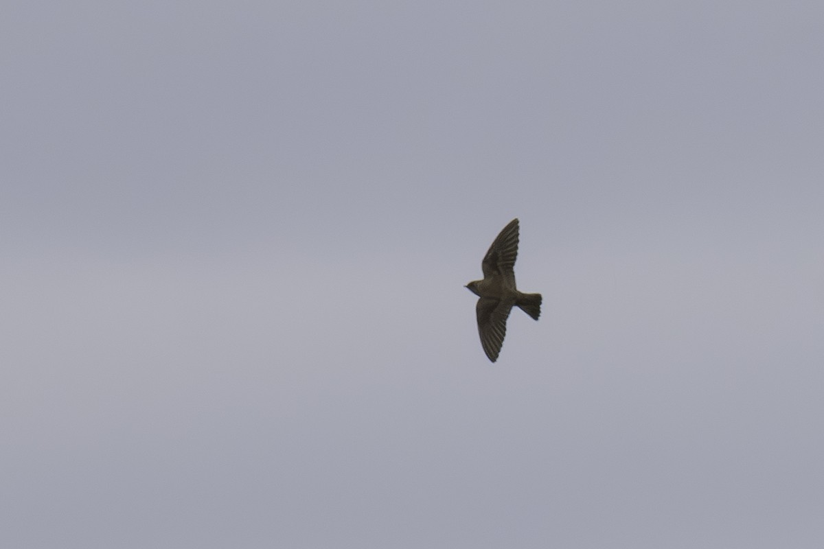Northern Rough-winged Swallow - Paul Jones