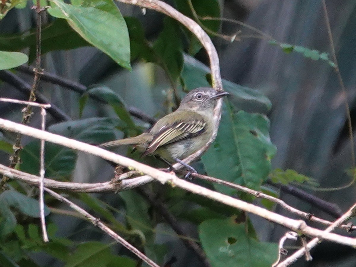 Gray-crowned Flatbill - ML617752673