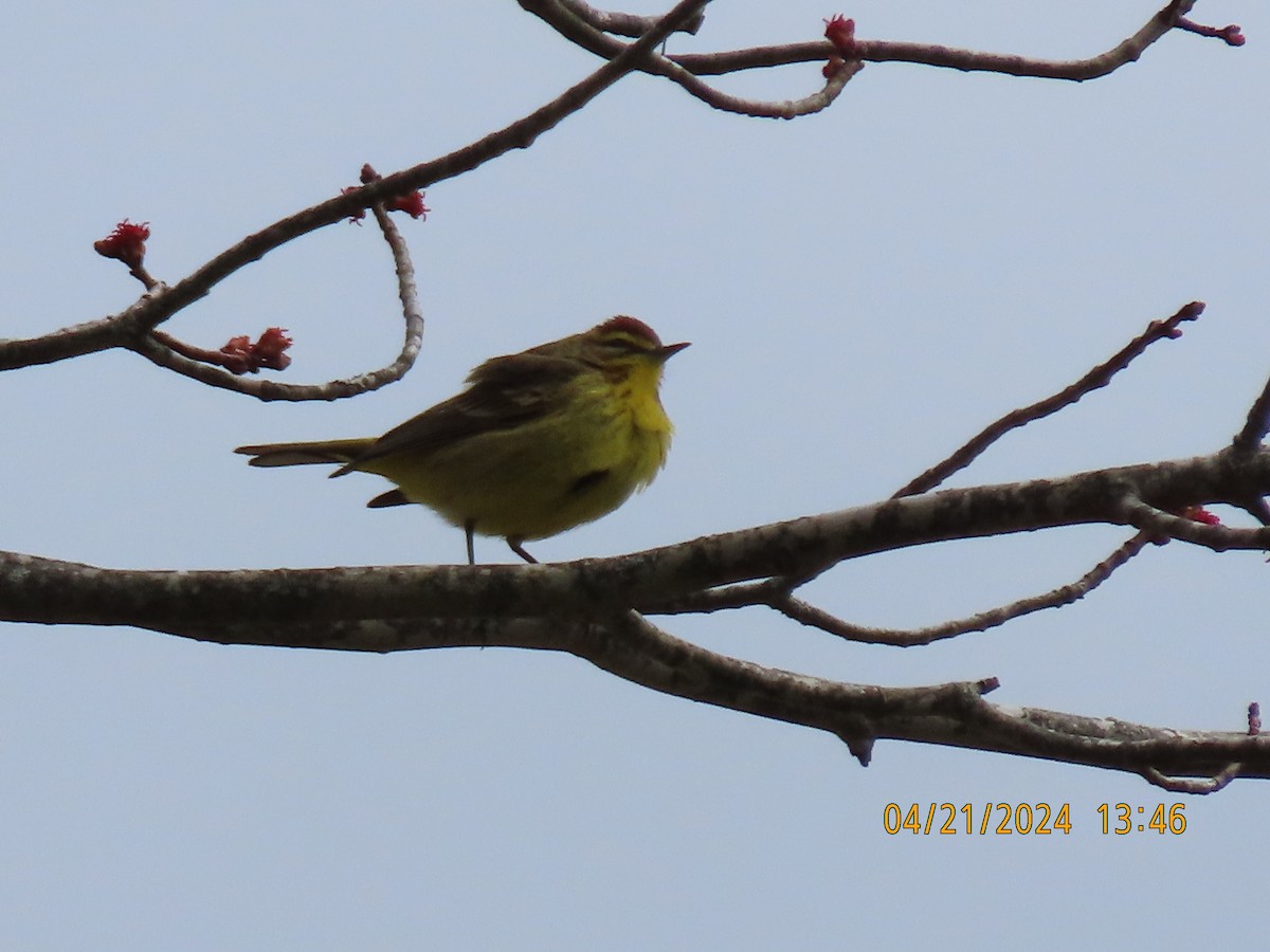 Palm Warbler (Yellow) - Barry Southard