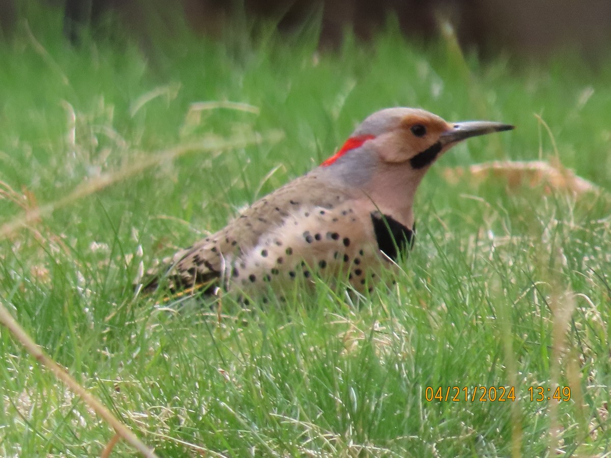 Northern Flicker (Yellow-shafted) - ML617752717