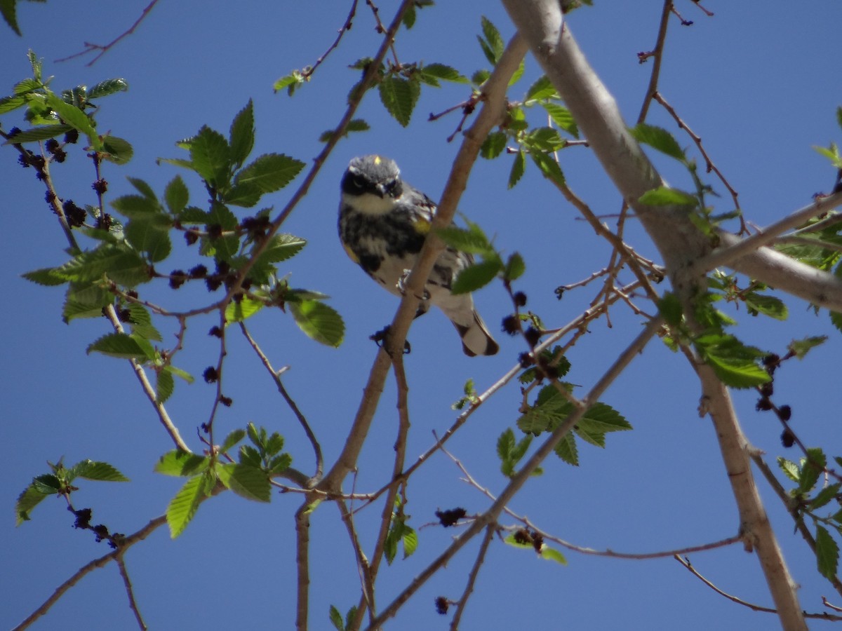 Yellow-rumped Warbler (Myrtle) - Carl Lundblad