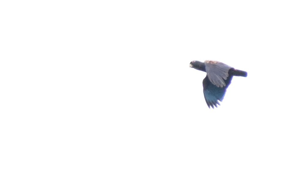 Bronze-winged Parrot - Neil Gilbert